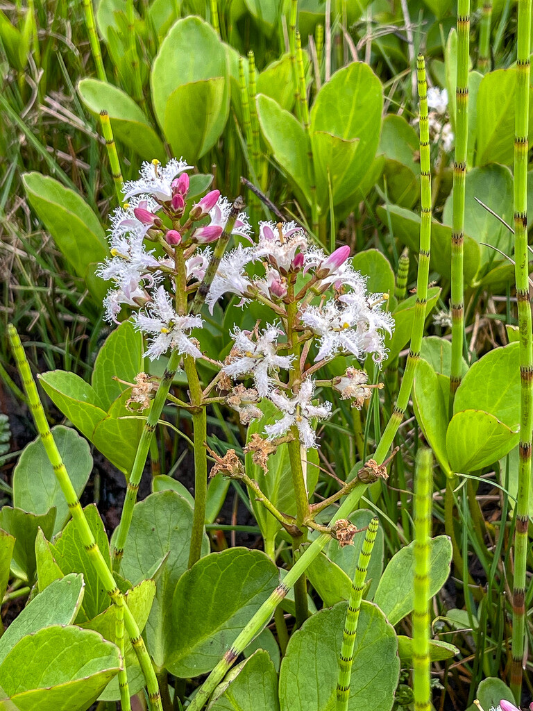 Bogbean by lifeat60degrees
