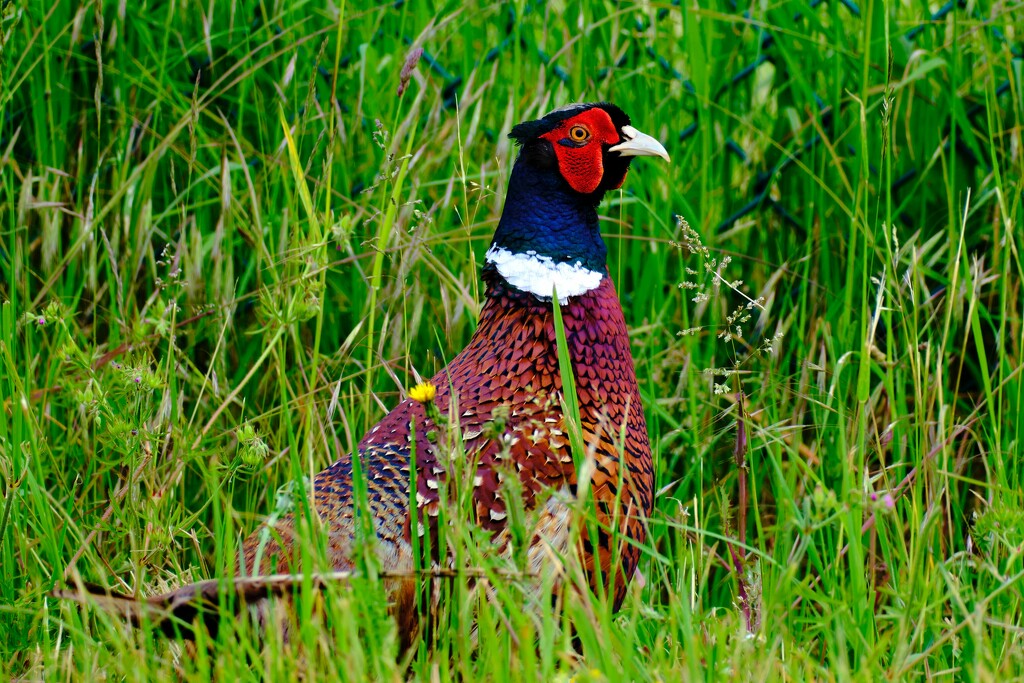 Pheasant by brocky59