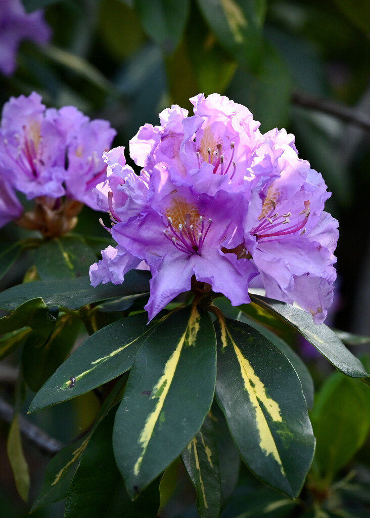 Gold Flimmer Rhododendron by ososki