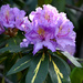 Gold Flimmer Rhododendron by ososki