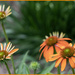 Orange Coneflower by k9photo