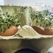 Egg and cress  by lizgooster