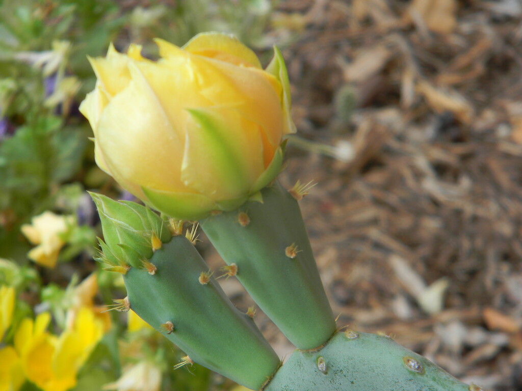Cactus Flower  by sfeldphotos