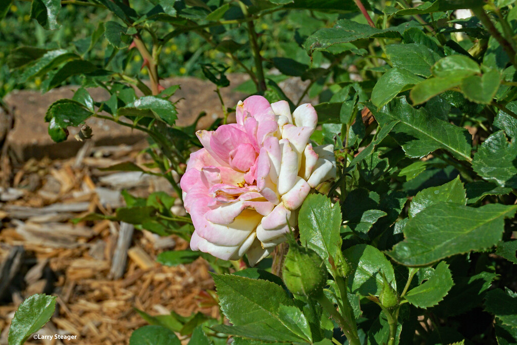Rose 2 by larrysphotos