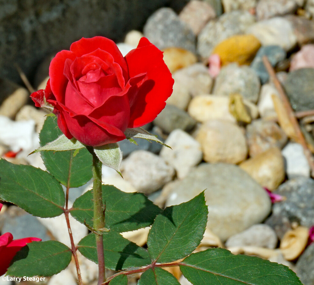 Rose 1 by larrysphotos