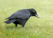 8th Jun 2023 - Curious crow