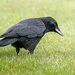 Curious crow by davidrobinson