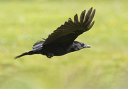 9th Jun 2023 - As the crow flies