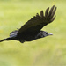 As the crow flies by davidrobinson