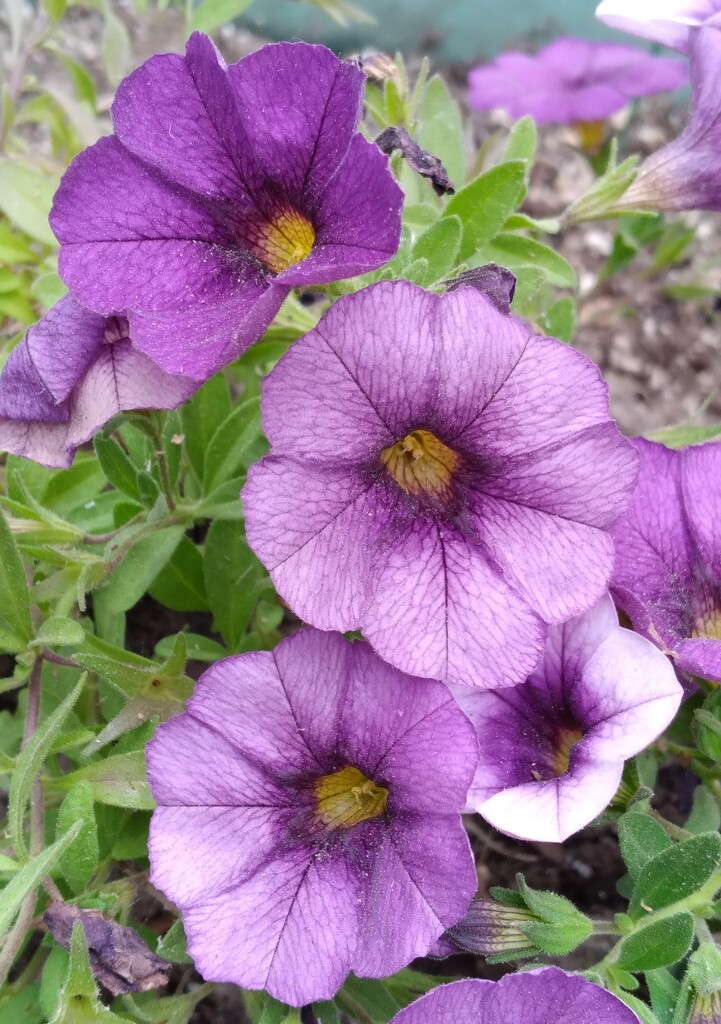 Purple Flowers  by julie