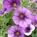 Purple Flowers  by julie