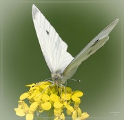 8th Jun 2023 - Male Cabbage Moth
