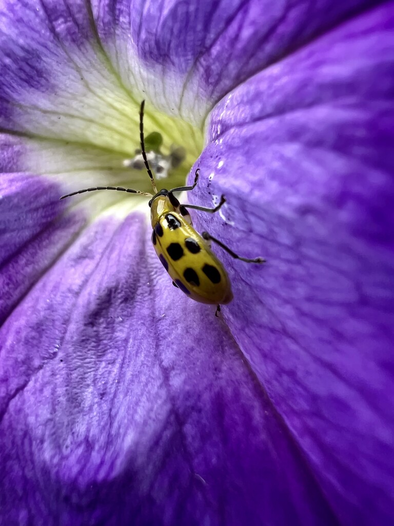 A yellow Ladybug ?  by louannwarren