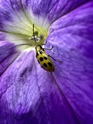 7th Jun 2023 - A yellow Ladybug ? 