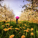 Field of Dandelions  by pdulis