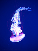 8th Jun 2023 - jellyfish