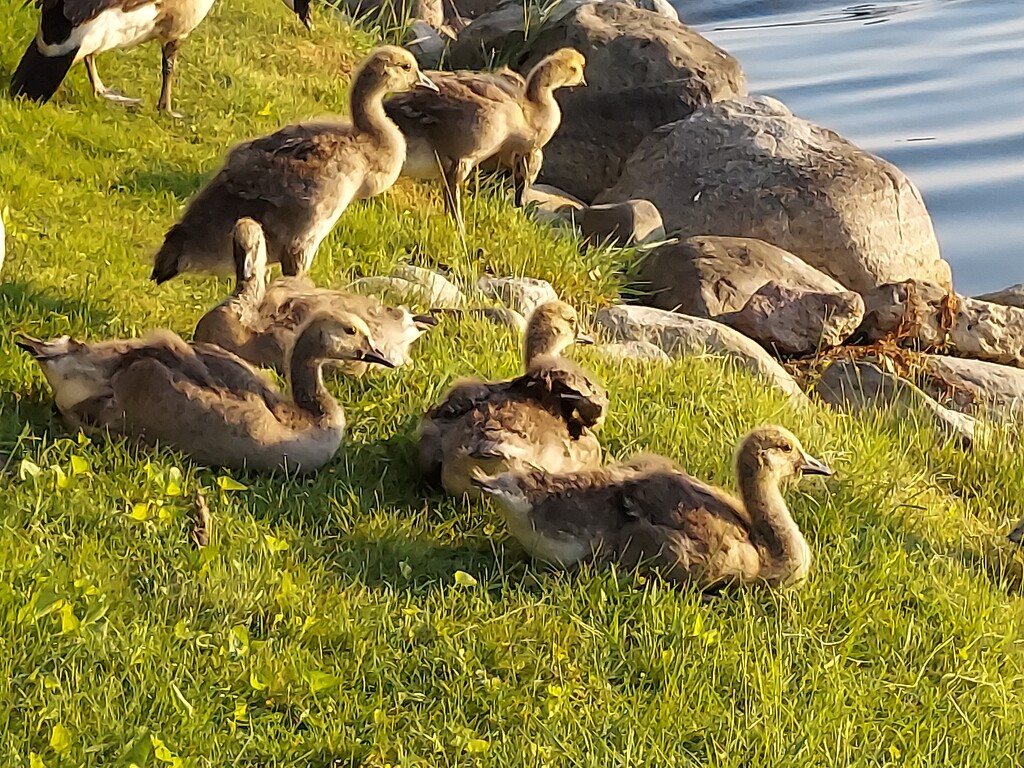 Baby geese on the lake shore by royalphotographer