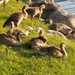 Baby geese on the lake shore