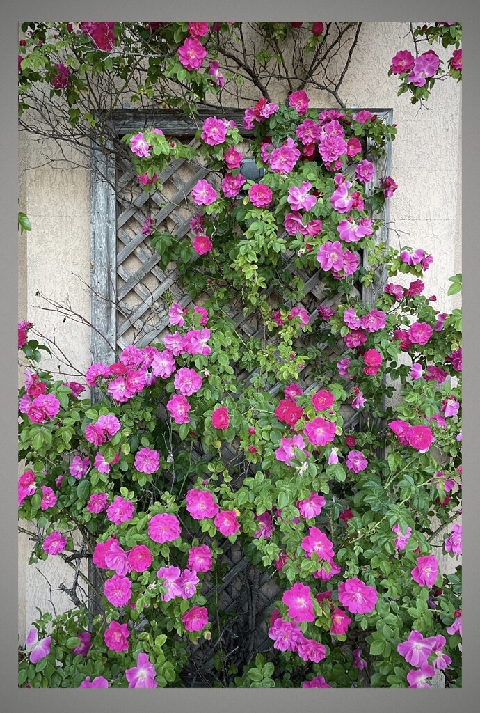 A Beautiful arrangement of Roses by eahopp