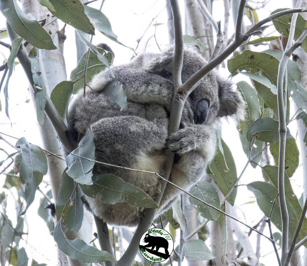 a bundle of Hope by koalagardens