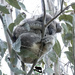 a bundle of Hope by koalagardens