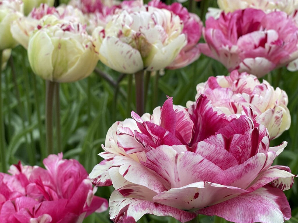 Tulip Kisses by gardenfolk