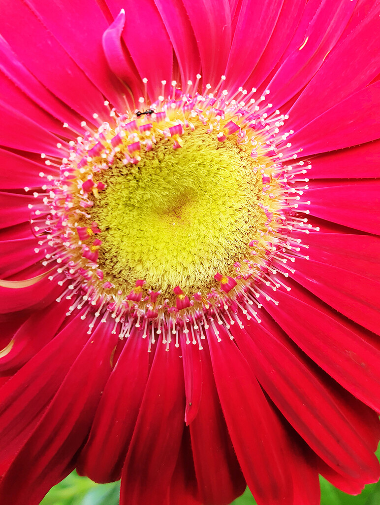Gerbera by onewing