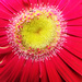 Gerbera by onewing