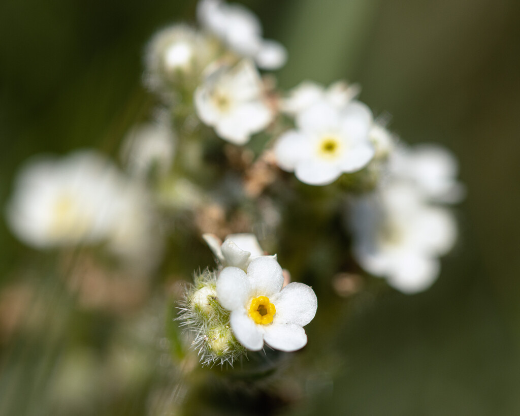 white wildflower (popcorn flowers) by aecasey