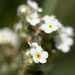 white wildflower (popcorn flowers) by aecasey