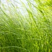 Grass by edorreandresen
