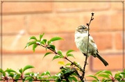 9th Jun 2023 - I am only a wee little sparrow.! 
