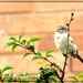 I am only a wee little sparrow.!  by beryl