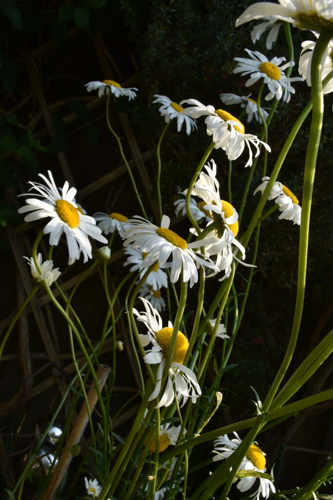 Michaelmas daisies by wakelys