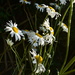 Michaelmas daisies by wakelys