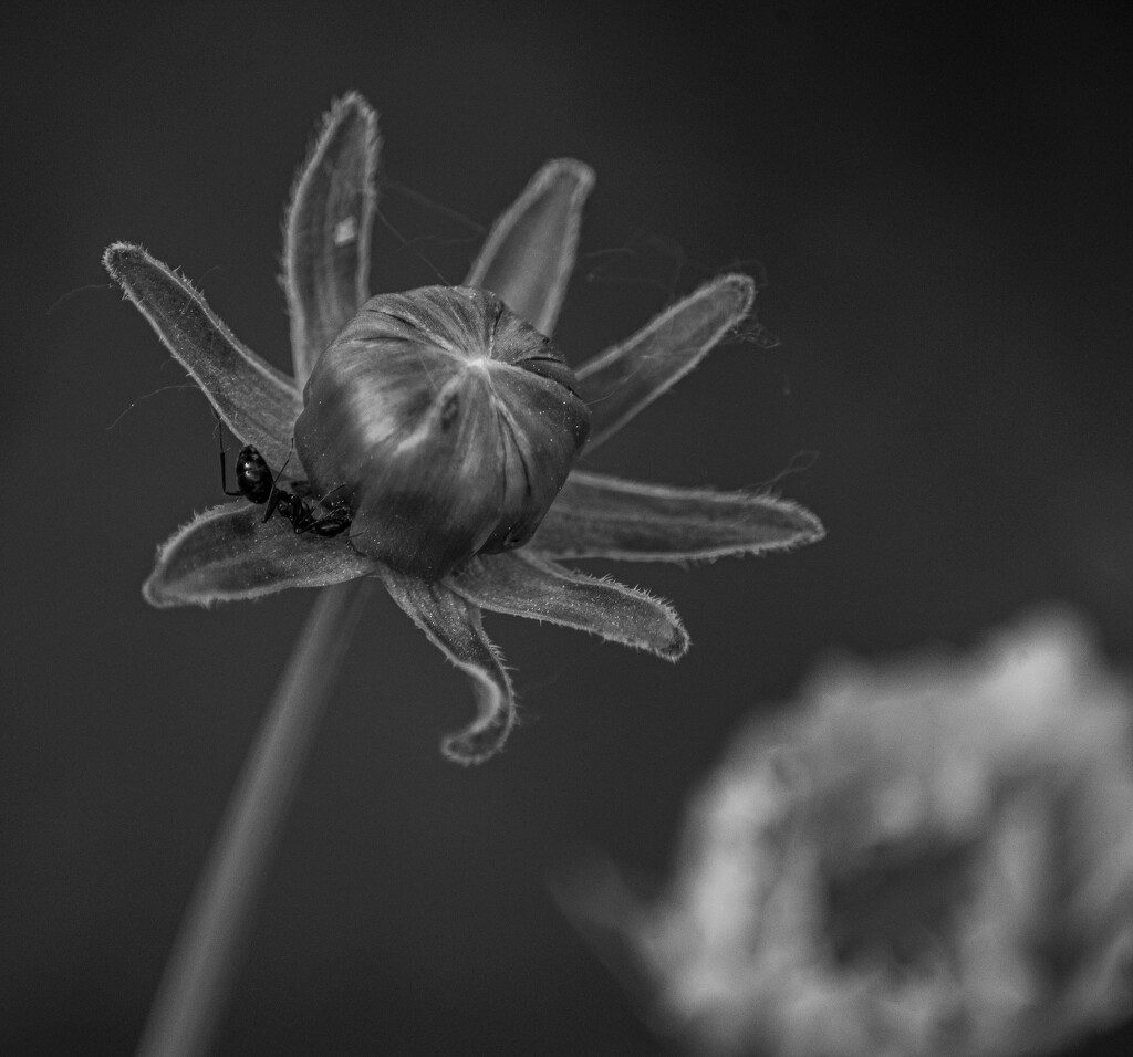 coreopsis by darchibald