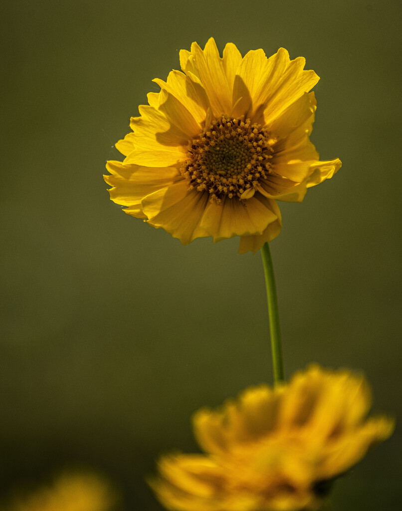 coreopsis_4 by darchibald