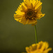 coreopsis_4 by darchibald