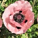 3 pink poppies. by grace55