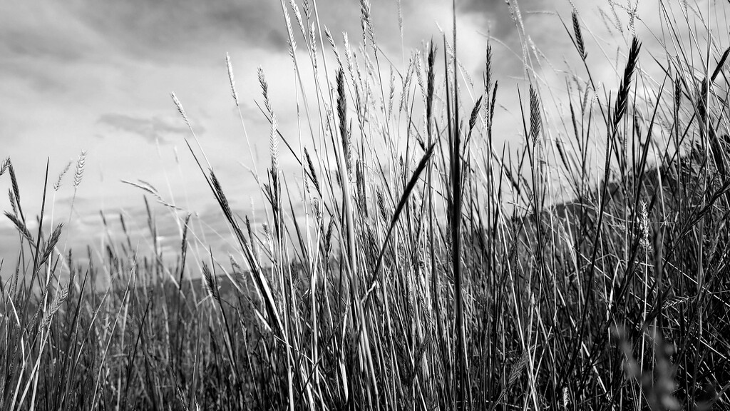Wild Grass by stownsend