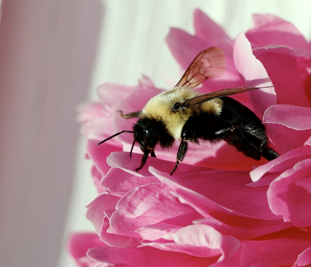 A Bumble in a Peony by corinnec