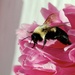 A Bumble in a Peony