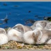 Time For A Nap