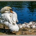 Mum And Her Sleeping Babies by carolmw