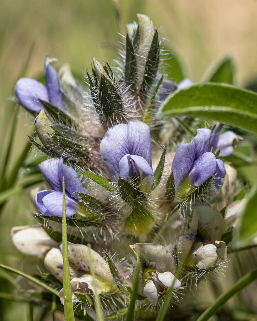 purple wildflower (prairie turnip) by aecasey