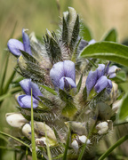 7th Jun 2023 - purple wildflower (prairie turnip)