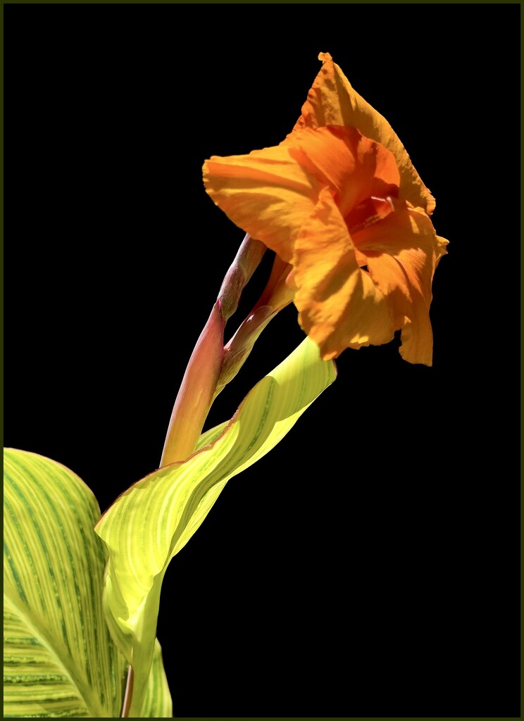 Canna Lily  by cocokinetic