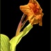 Canna Lily  by cocokinetic