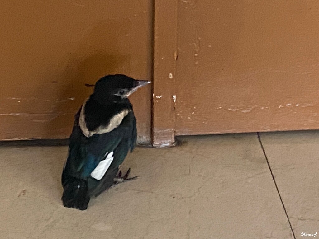 Baby magpie by monicac