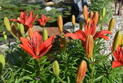9th Jun 2023 - Pond lilies